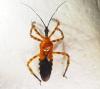 Heniartes sp.